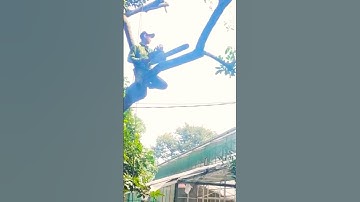 521st ability Cutting down tall and difficult trees  #shortvideo #woodworking #chainsawman