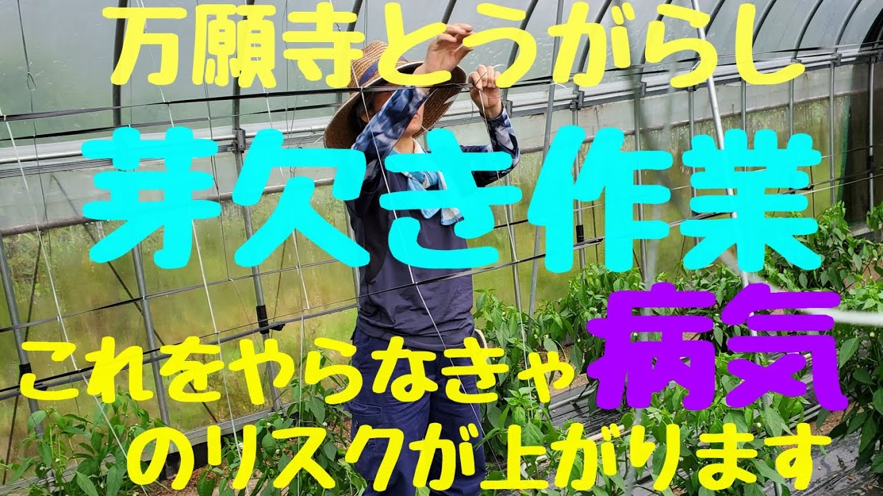 【万願寺とうがらし】【芽欠き作業】と怖い病気。#芽欠き#万願寺とうがらし栽培