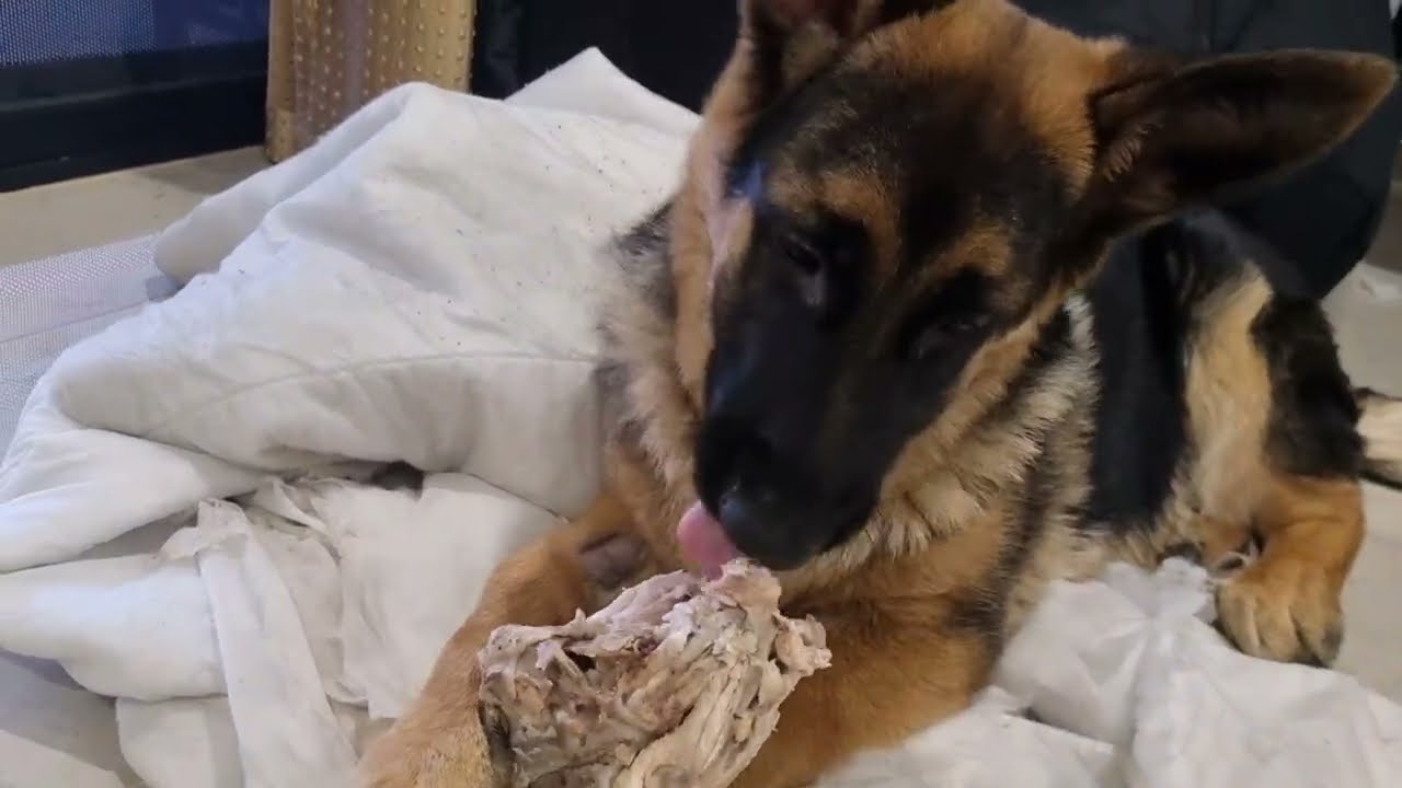 Pet $ Boss | Sinba - A German Shepherd With 2 Different Colors Eyes 4 Months Old.