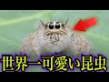 実はイイやつ？小さくてカワイイ昆虫達【キモカワな昆虫#1】