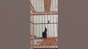 Hút mật tía ô hót giọng AK