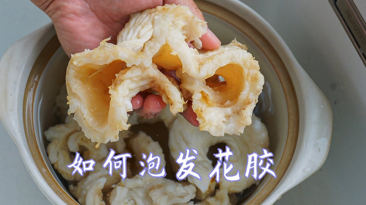 怎么泡发新西兰花胶 正确泡发新西兰鱼肚 泡发后的花胶肥厚 质感软而弹 非常棒 Youtube 怎么泡发新西兰花胶 正确泡发新西兰鱼肚 泡发后的花胶肥厚 质感软而弹 非常棒 Youtube