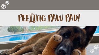 How to treat Peeling Paw Pads