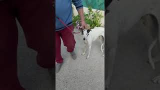 GEISHA EN SUS ULTIMOS DIAS EN EL REFUGIO - Galgo español abandonado