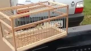 Sem Gaiola Canta No Alsapao Mesmo Kkk