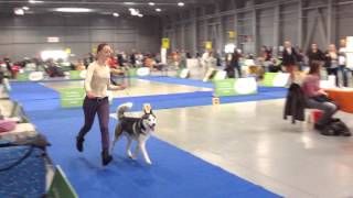 Prague Expo Dog 31 10 2015 Siberian Husky Cacib Competition Prague Expo Dog 31 10 2015 Siberian Husky Cacib Competition