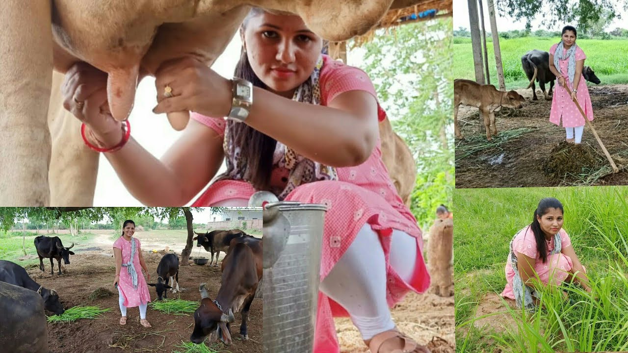 gujarat village, indian village, young woman cow milking by hand, girl cow milk...
