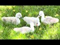 Manlius baby swans in good health after mom was killed, eaten on Memorial Day