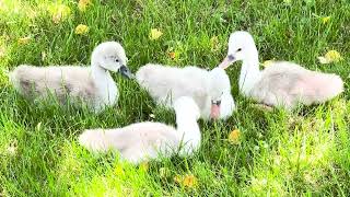 Manlius baby swans in good health after mom was killed, eaten on Memorial Day