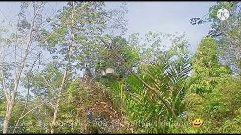 melatih serindit@turipos berbunyi part01