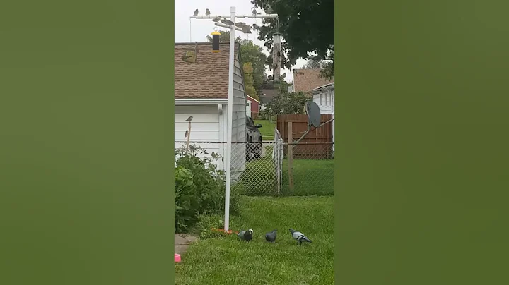 Finches and Pigeons