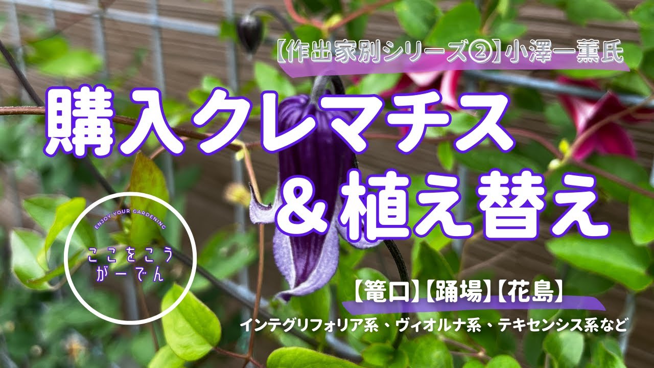 Breeder Series 2: Kazukazu Ozawa] Introducing the Clematis I