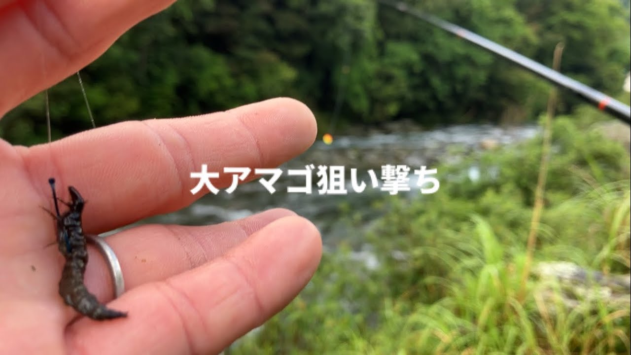 【渓流アマゴの餌釣り】初夏の激流に潜むメタボな大アマゴ達を釣る