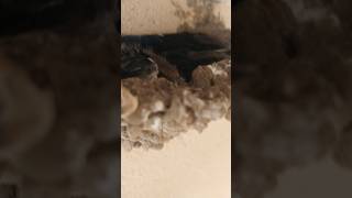 ababil chick's 3🐥 19 June 2026 #ababil #birds #babybird