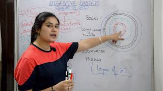 Digestive system anatomy & physiology in hindi || functions || walls || layers of GI tract