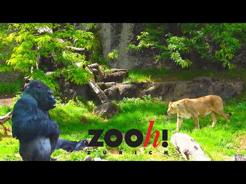 تصویری: باغ وحش زوریخ (Zoologischer Garten) توضیحات و عکس - سوئیس: زوریخ