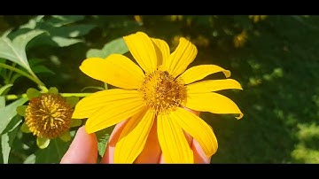 Nghệ An điểm đến mới của hoa hướng dương và hoa cúc dã quỳ tết dương lịch tháng 12/2025