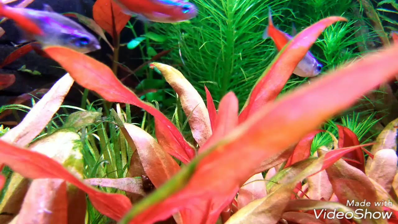 043. Fosfor na 2.5ppm