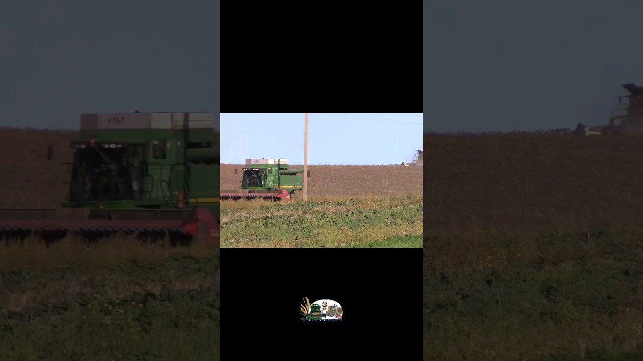 Красный и зелёный американские комбайны работают на полях Молдовы!