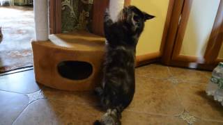 Jamelia Stop cat strip ( Дамодара 8 месяцев. Котенок мейнкун) Jamelia Stop cat strip ( Дамодара 8 месяцев. Котенок мейнкун)