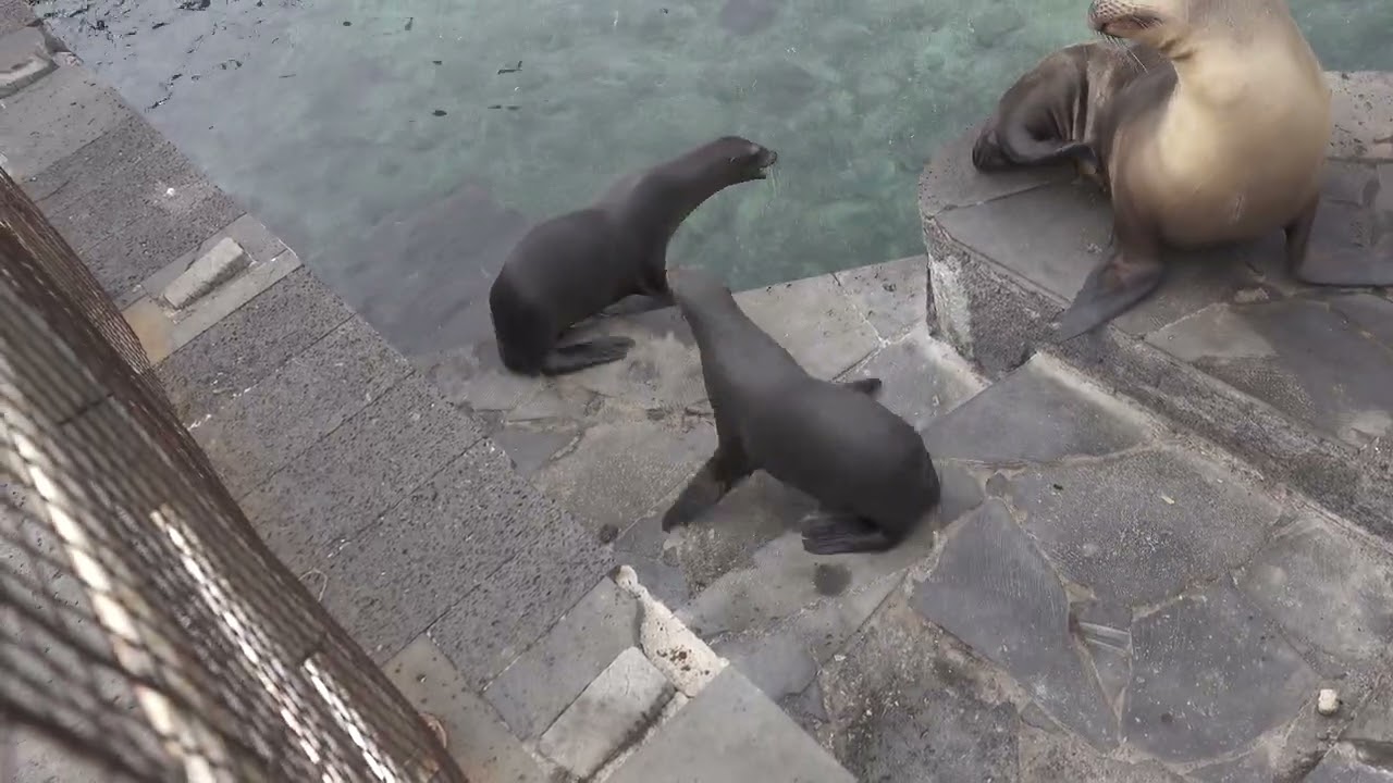 Galápagos-Seelöwe (Zalophus wollebaeki)