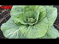 WHICH VARIETIES GROW THE BIGGEST CABBAGE HEADS?