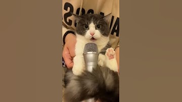 Funny cat and dog - Suara kuntilanak