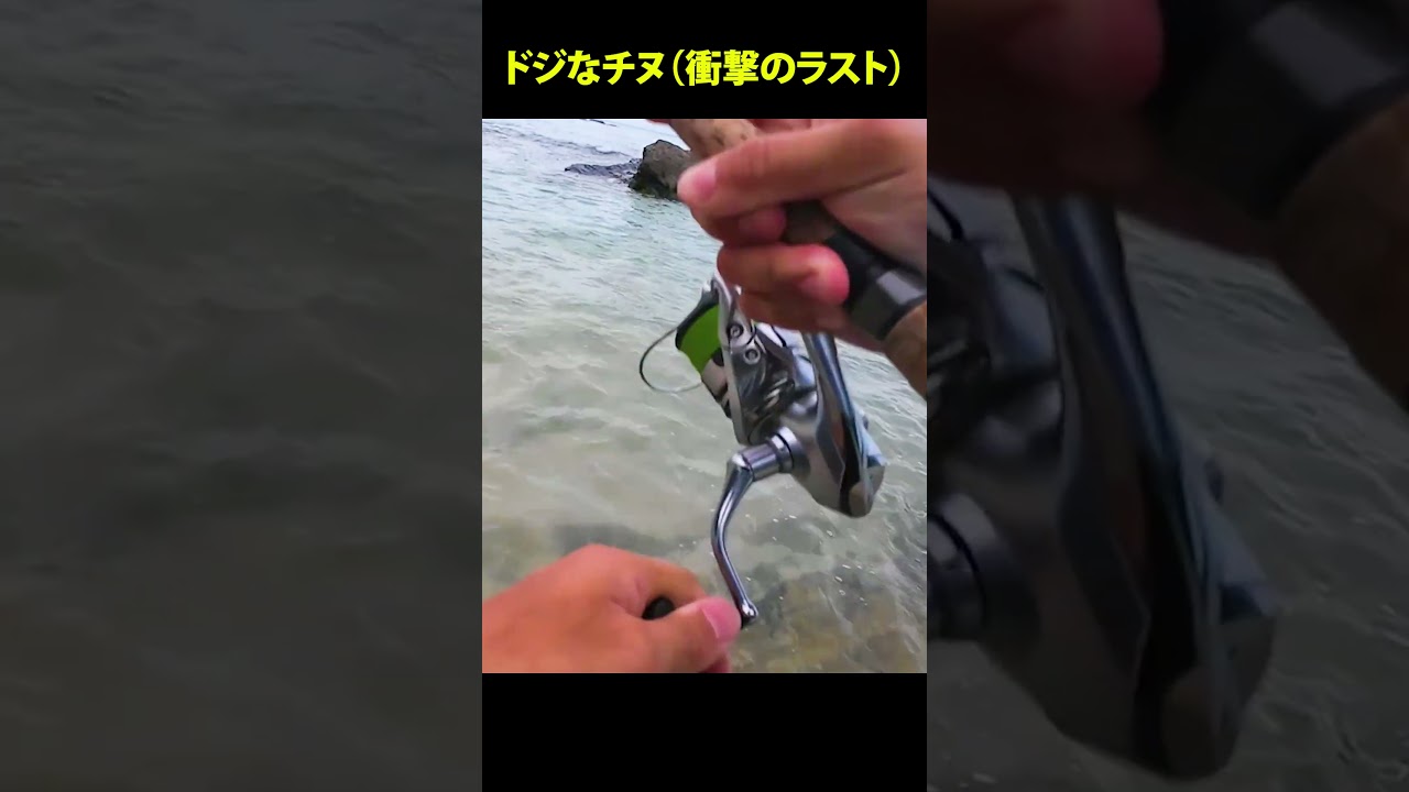ドジなチヌ(衝撃のラスト) #チヌトップ#ルアーフィッシング #沖縄釣り#TIGMA#ティグマ#トップウォーター#チヌ