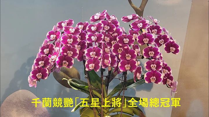 全場總冠軍-五星上將！2023台灣國際蘭展-得獎花全記錄！ Taiwan International Orchid Show - 天天要聞