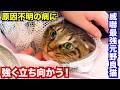 威嚇最強元野良猫シンバ原因不明の病に強く立ち向かう! #あにまるほんぽ #猫 #保護猫 #cat