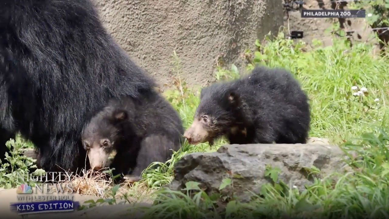 Can you guess what these baby bears’ favorite snack is? | Nightly News Kids Edition