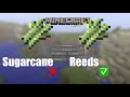 SUGARCANE Was Called REEDS For Longer Than You Think