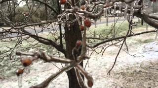 The Ice Storm by Bob Lee