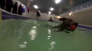 Swimming Sadie & Violet - Staffordshire Bull Terriers