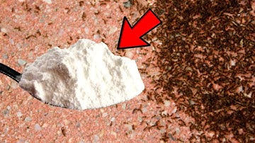GET RID OF ANTS AND APHIDS (Fast, Cheap And Easy)
