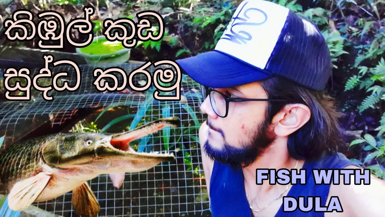 ALIGATER TANK CLEANING ඇලිගෙටරයන්ගේ ටැන්කිය සුද්ධ කරමු FISH WITH DULA # ...