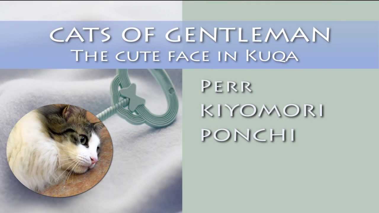 猫カフェ 横浜 猫カフェ 東京　クチャ可愛い猫ちゃん達　／Cat cafe in Japan　Cat rock 'n' roller---Cute cat who Kuqa