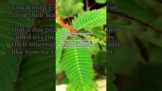 Do Plants Sleep At Night The Secret Life Of Plants Explained By Biology Resimi