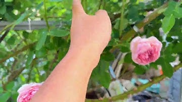 Klimrozen snoeien om ze als struiken te laten groeien