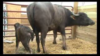 Mother Water Buffalo & Her Newborn Calf