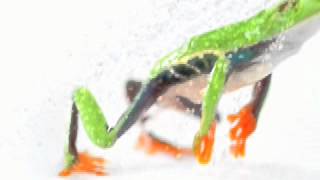 Telus Frog.mov
