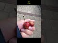 #garden#nature Callicarpa紫珠花語:聰明高貴.2 Crabapples 海棠果花語:溫和,美麗,快樂3 palm tree 棕櫚樹花語:勝利、榮耀、生命的力量和祝福。
