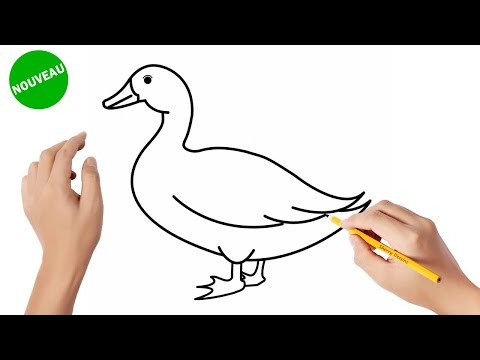 Vidéo: Comment Dessiner Des Canards