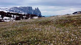 Frühling auf der Seiser Alm in den Dolomiten | Primavera sull' Alpe di Siusi nelle Dolomiti