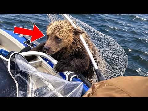 Fisherman Tried to Save a Bear Cub, Mother Bear Made a Move That Astonished Everyone