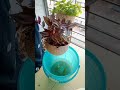 How to water hanging plants