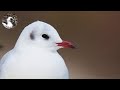 【野鳥観察】川と海で水鳥探し!カモを観てたらまさかの猛禽が出現し… Vlog71