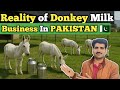 Donkey Milk Business 😳 in Pakistan 🇵🇰 | Reality of Donkey Milk Export