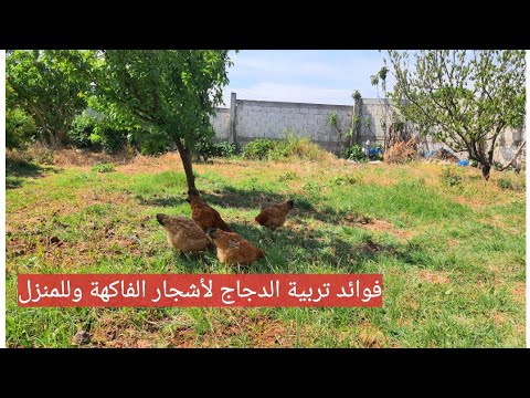 فوائد مدهشة لتربية الدجاج البلدي في حديقة المنزل