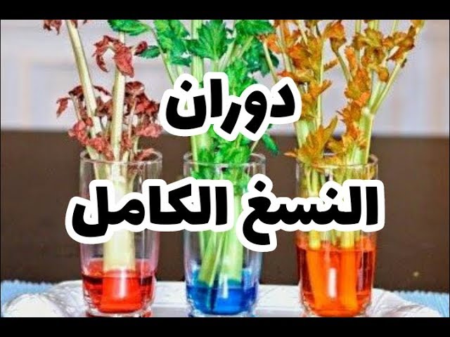 الدرس 14: دوران النسغ الكامل في أعضاء النبات الأخضر صفحة 47 علوم طبيعية سنة أولى متوسط